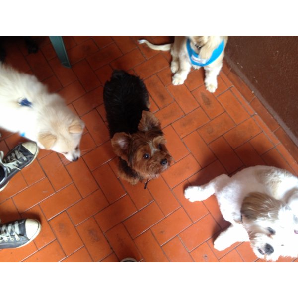 Adestrador Canino na Vila Carioca - Adestramento de Cães Preço