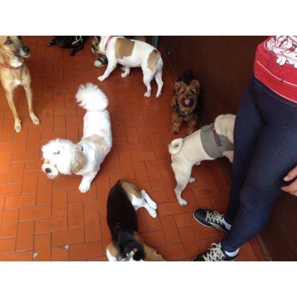 Adestrador Canino Preço na Fazenda dos Tecos - Serviço de Adestramento de Cachorros