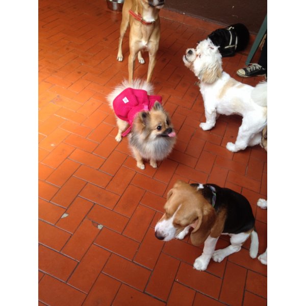 Adestrador Canino Preços no Jardim Hípico - Adestramento de Cães Preço