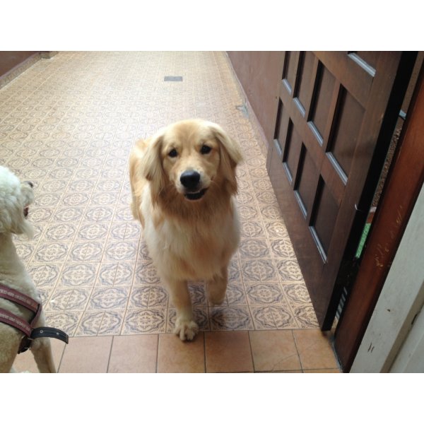 Adestrador Canino Preços no Jardim Pitangueiras - Serviço de Adestrador de Cães