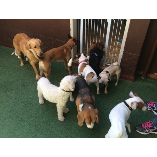 Adestrador Canino Valor no Parque do Pedroso - Serviços de Adestradores de Cães