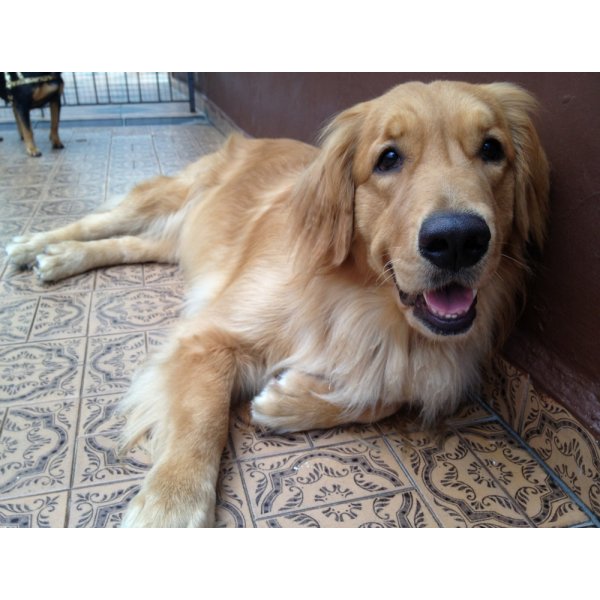 Adestrador Canino Valores na Vila Guiomar - Adestrador de Cães no Bairro Campestre