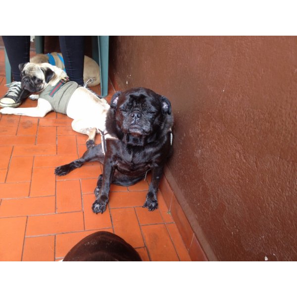 Adestrador de Cachorro Contratar no Jardim Kostka - Adestramento de Cães em Santa Paula