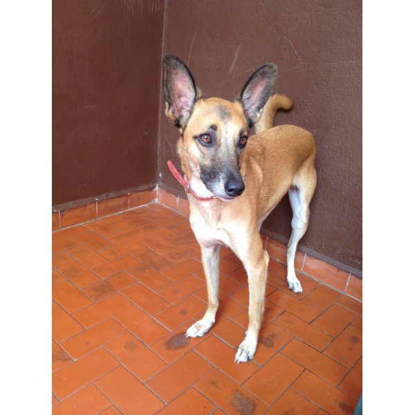 Adestrador de Cachorro na Vila Vivaldi - Adestramento de Cães em Santa Paula