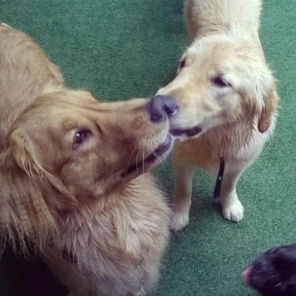 Adestrador de Cães Quanto Custa na Chácara Santo Antônio - Adestrador Profissional de Cães