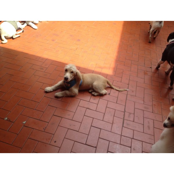 Adestrador Profissional de Cães Preço na Cidade Monções - Serviço de Adestramento de Cachorros