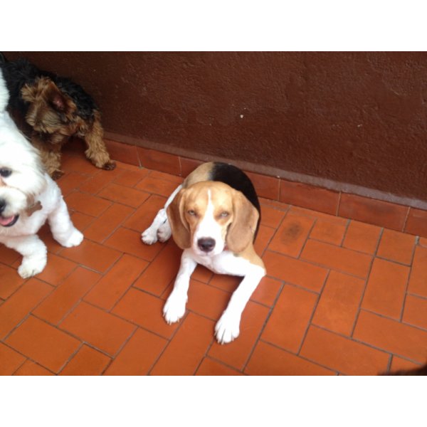 Adestrador Profissional de Cães Valor na Vila Bandeirantes - Adestramento de Cães em Santa Paula