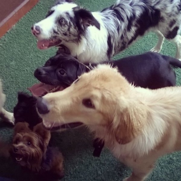 Adestrador Profissional Quero Contratar no Jardim Lutfala - Adestrador de Cães