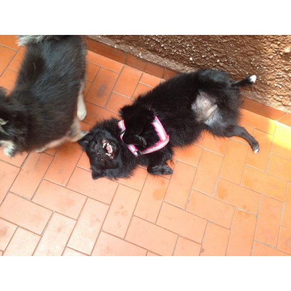 Adestradores Canino no Jardim Jamaica - Adestramento de Cães em Santa Paula