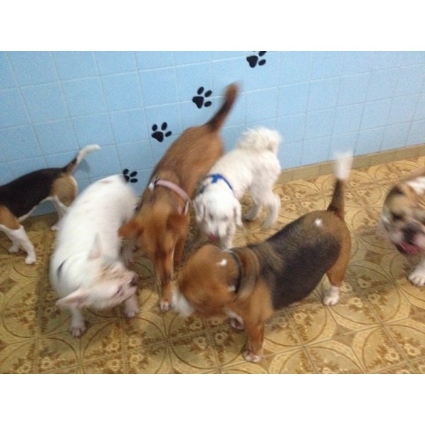 Adestradores Canino Preço no Parque Novo Oratório - Serviço de Adestramento