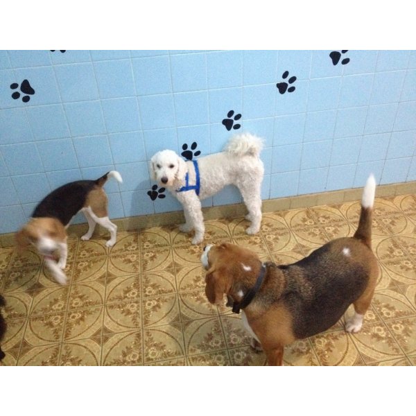 Adestradores Canino Valor na Santa Paula - Serviço de Adestramento