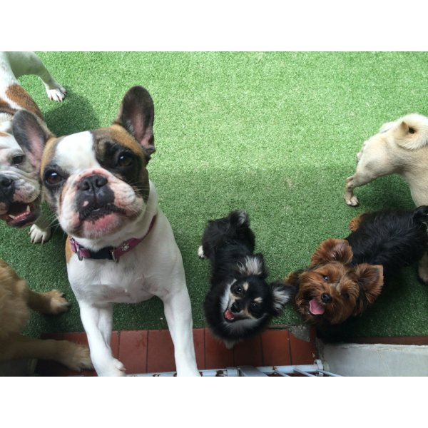 Adestradores de Cachorro na Vila Nova Iorque - Adestrador de Cães em Santa Paula