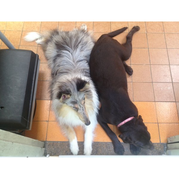 Adestradores de Cachorros Valor no Jardim Marina - Serviço de Adestrador de Cães