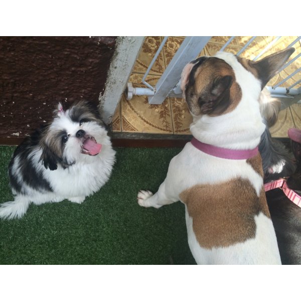 Adestradores de Cachorros Valores no Jardim Guanabara - Serviço de Adestrador de Cachorro