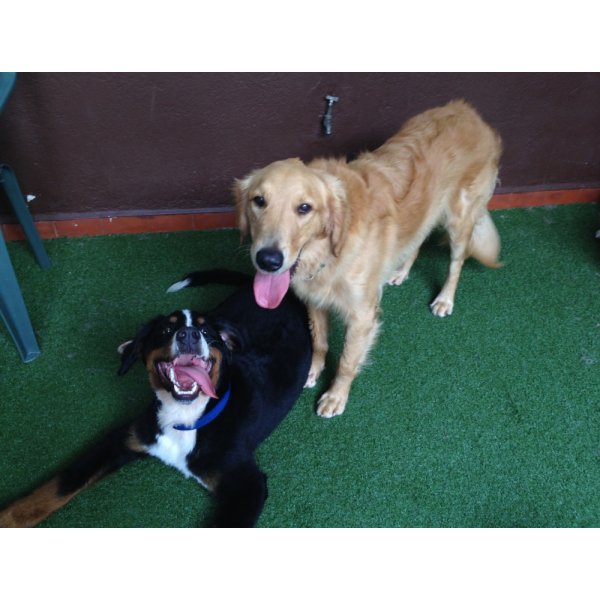 Adestradores de Cães Contratar no Jardim Itapoan - Adestrador de Cães em Santa Paula