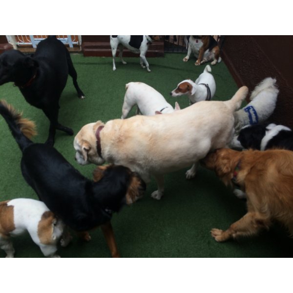 Adestradores Profissionais de Cachorro no Jardim São Caetano - Adestrador Canino