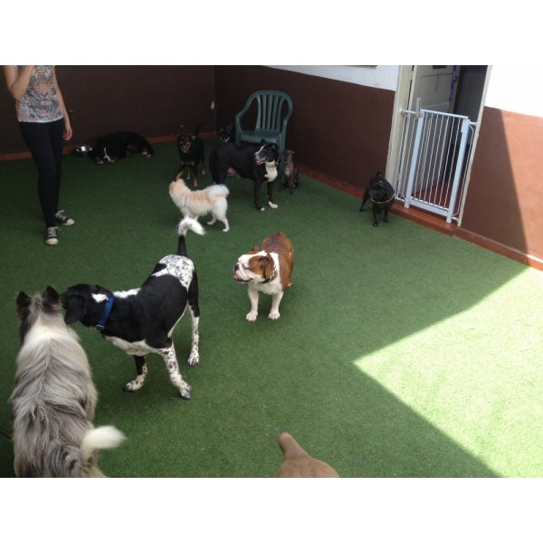 Adestradores Profissionais na Vila São Francisco - Adestrador Canino