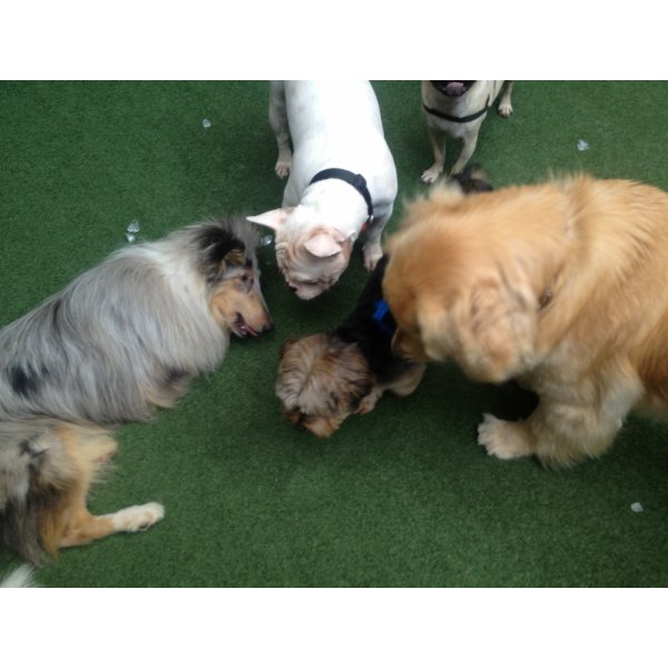 Adestradores Profissionais para Cachorro Contratar na Vila Tibiriçá - Adestrador Canino