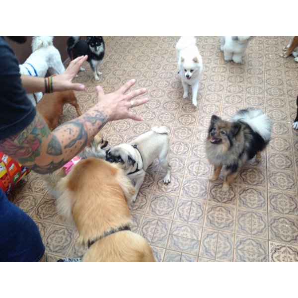 Adestramento de Cachorro com Valores Acessíveis na Vila Canero - Adestramento de Cães em Santa Maria