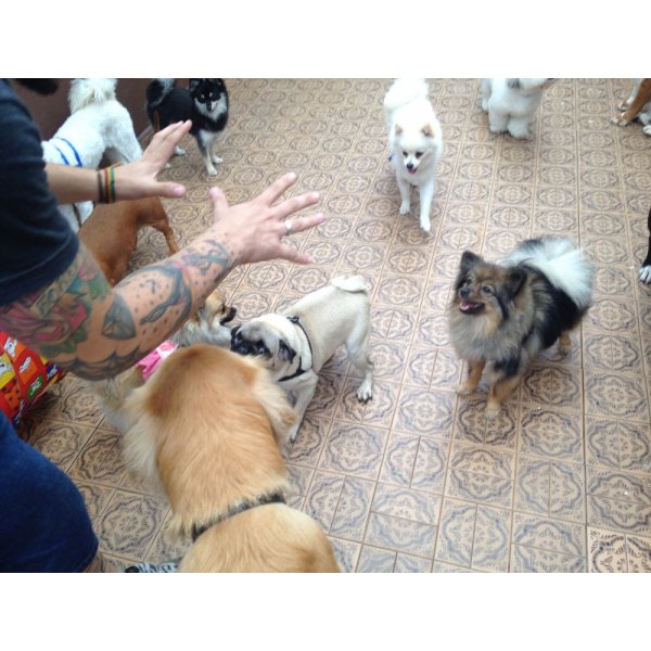 Adestramento de Cachorro com Valores Acessíveis na Vila Santa Tereza - Serviço Adestramento de Cachorro Filhote