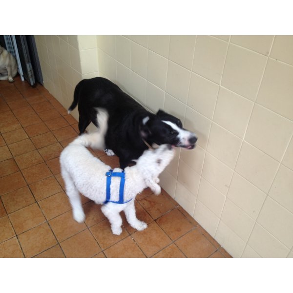 Adestramento de Cachorro em Inocoop - Adestramento Cães