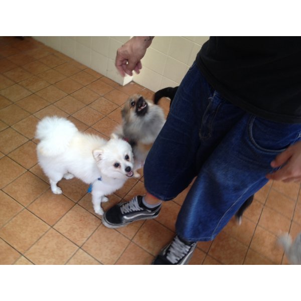 Adestramento de Cachorro Preços na Cidade Domitila - Adestramento de Cães em São Caetano
