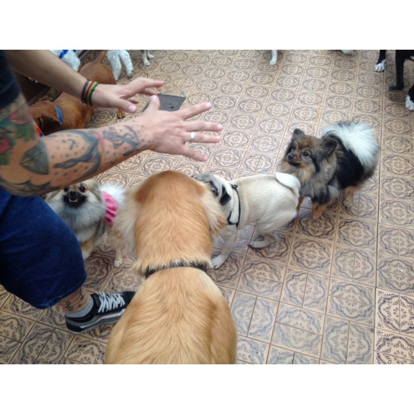 Adestramento de Cachorros na Vila Azevedo - Adestramento de Cães em São Bernardo