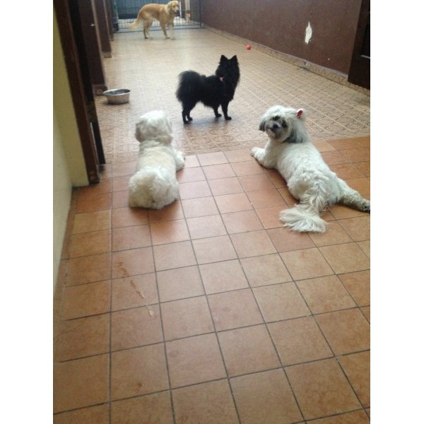 Adestramento de Cães Preço no Bairro Campestre - Adestramento de Cães no Bairro Olímpico