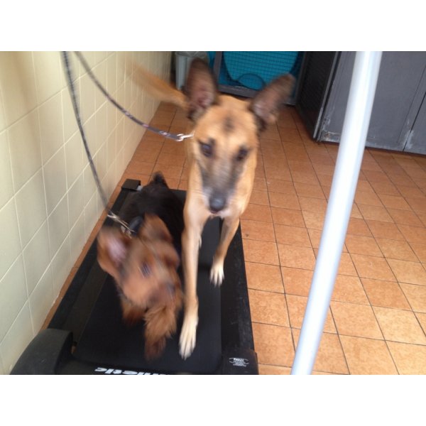 Adestramento de Cães Quanto Custa na Vila Brasilina - Adestramento de Cães na Rudge Ramos
