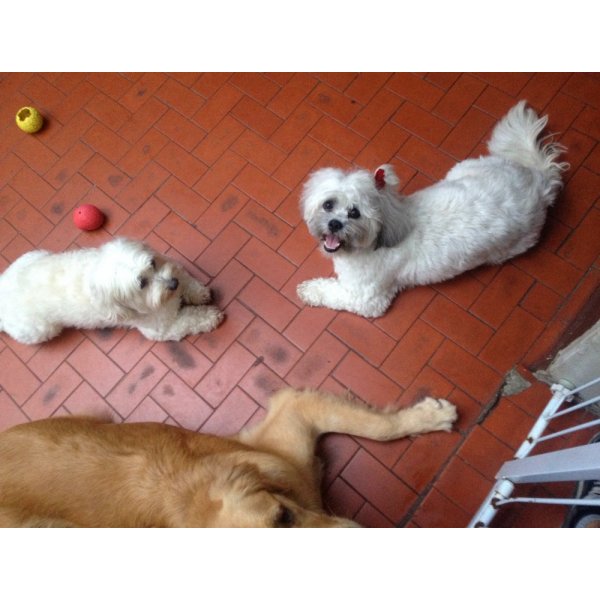 Adestramento de Cães Valor no Jardim Pitangueiras - Adestramento de Cão