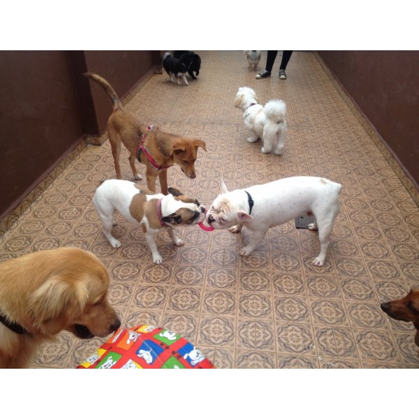 Adestramento de Cães Valores no Parque Continental - Serviço de Adestramento de Cães