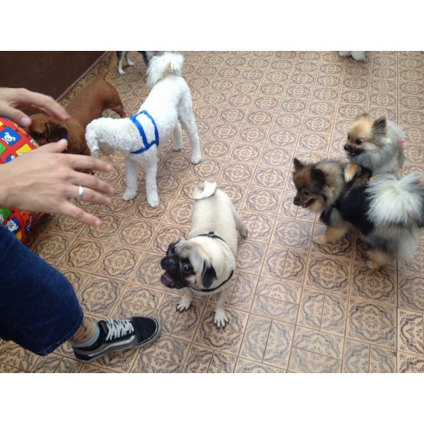 Adestramentos de Cachorro na Vila Santa Catarina - Adestramento de Cães no Bairro Campestre