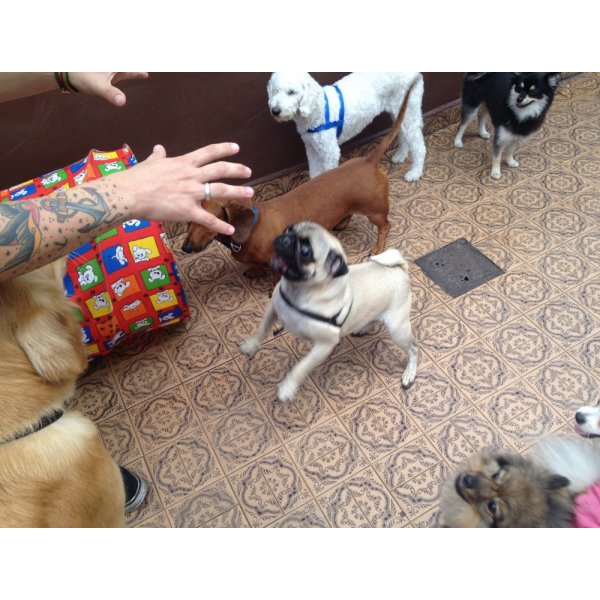 Adestramentos de Cachorro Preço na Nova Gerty - Serviço de Adestramento de Cães