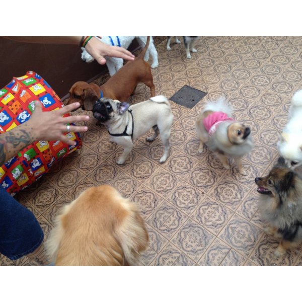 Adestramentos de Cachorro Preços na Vila Rica - Adestramento de Cães no ABC