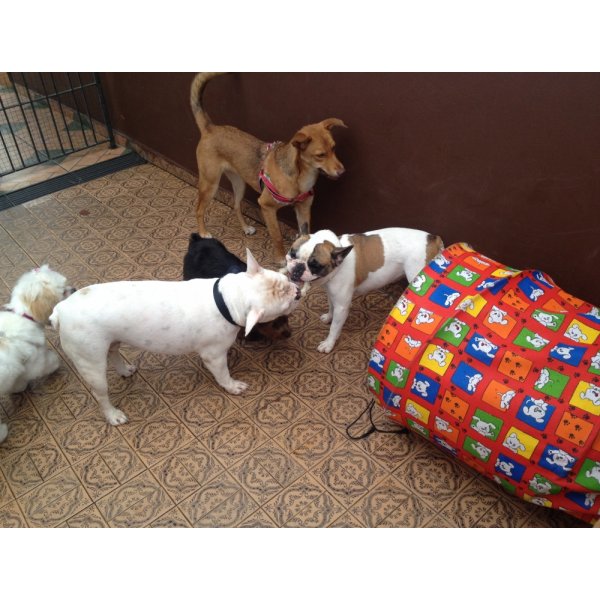 Adestramentos de Cachorro Quanto Custa na Vila Clementino - Adestramento de Cães em Santa Maria