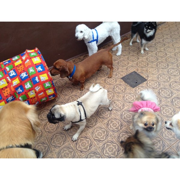 Adestramentos de Cachorros em Ferrazópolis - Adestramento de Cães em Santo André