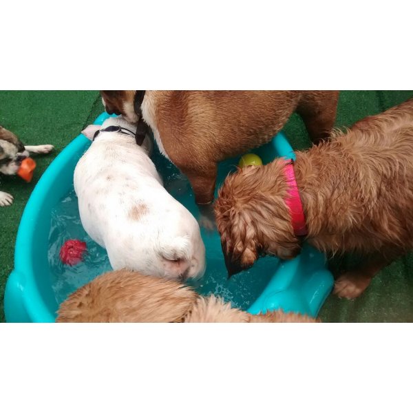 Babá de Cachorro Contratar em Glicério - Empresa de Babás para Cães