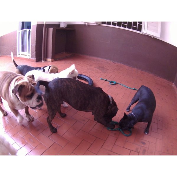 Babá de Cachorro no Jardim das Laranjeiras - Serviço de Dog Sitter SP