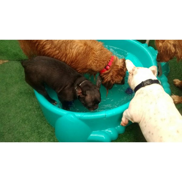 Babá de Cachorro Preço no Jardim Ipanema - Serviços Dog Sitter