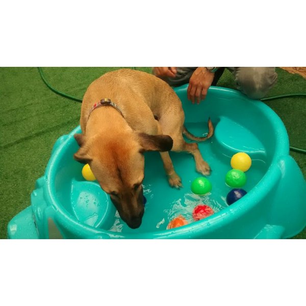 Babá de Cachorro Quanto Custa em Média no Jardim Galli - Dogsitter ABC