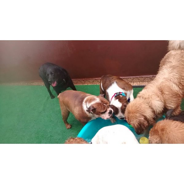 Babá de Cachorro Valores na Vila Caraguatá - Empresa de Dog Sitter