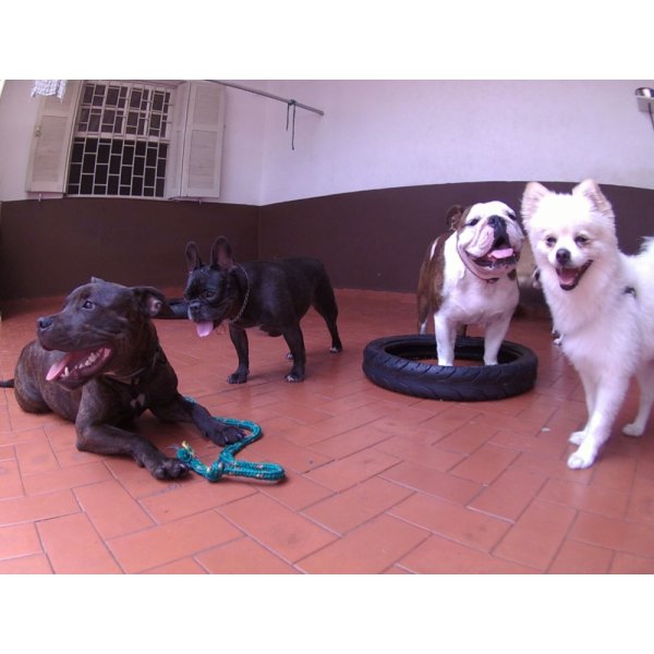 Babá de Cachorros Contratar na Capivari - Dog Sitter em São Caetano