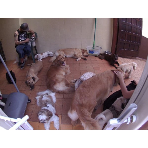 Babá de Cachorros Quanto Custa em Média no Jardim Botucatu - Serviços Dog Sitter