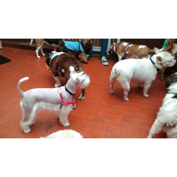 Babá para Cachorros no Jardim Ligia - Serviço de Babá de Cachorro