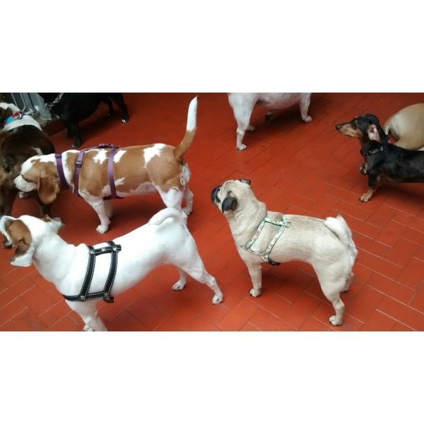 Babá para Cachorros Preço na Vila Alzira - Dog Sitter em Santa Paula