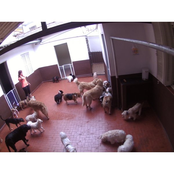 Babá para Cães Como Contratar na Vila Fernanda - Dog Sitter no Bairro Barcelona