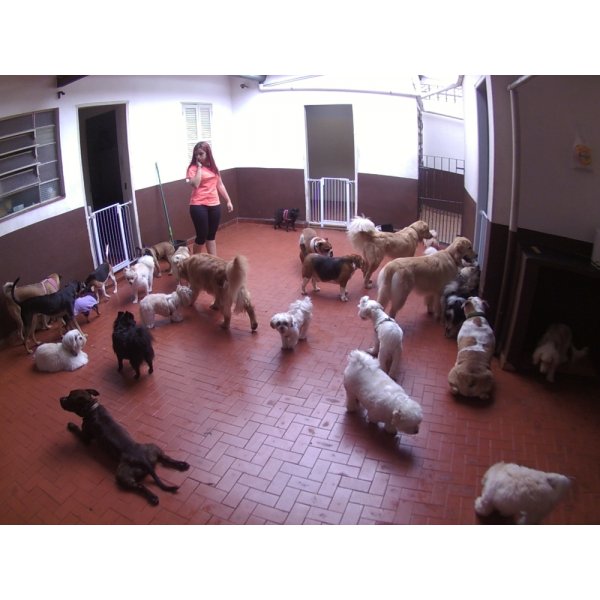 Babá para Cães Contratar no Jardim Nair Conceição - Pet Sitter Preço