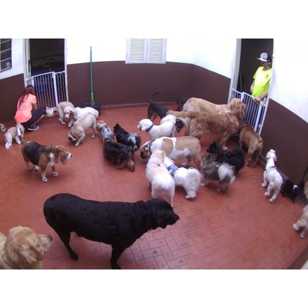 Babá para Cães na Liberdade - Dog Sitter em Santo André