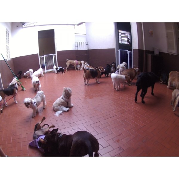 Babá para Cães por um Valor Bom no Jardim Milena - Serviço de Dog Sitter Preço