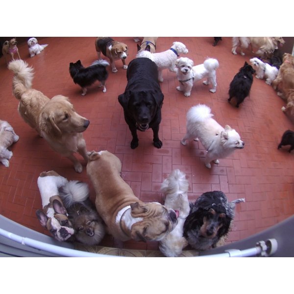 Babá para Cães Preço na Vila Lutécia - Dog Sitter no Bairro Campestre